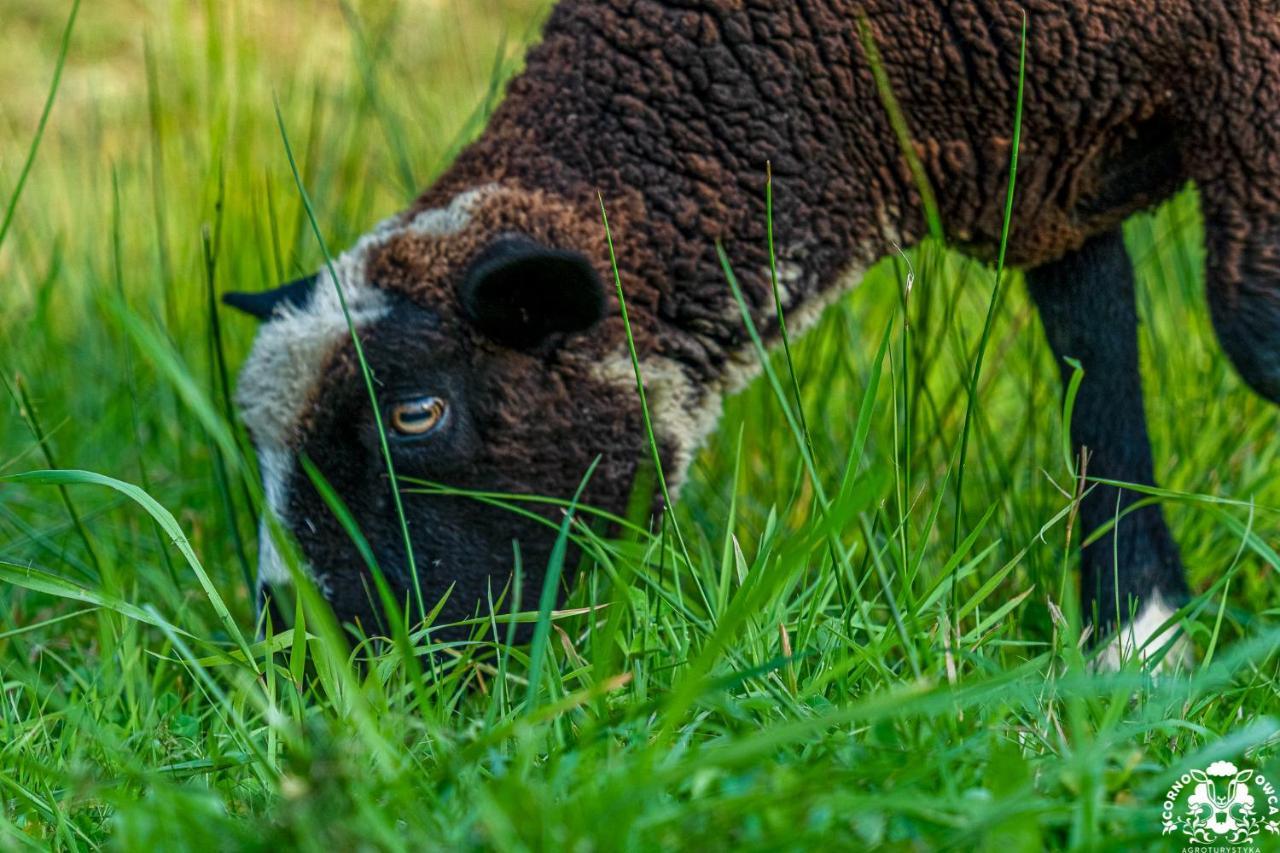 Agroturystyka Corno Owca Zabnica Kültér fotó